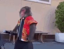 monkey gif